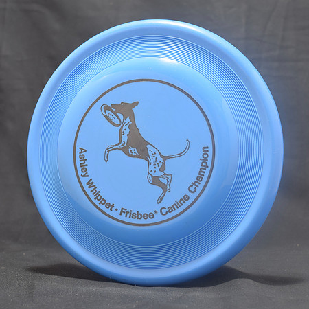Ashley Whippet–Frisbee Canine Champion